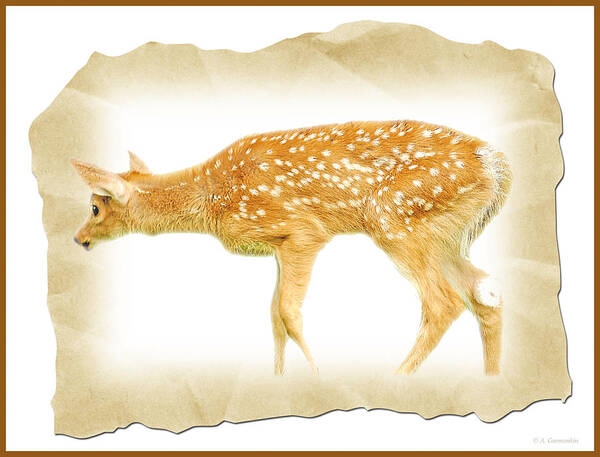 Fawn Poster featuring the photograph Whitetailed Deer Fawn #4 by A Macarthur Gurmankin