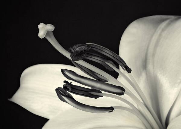 Easter Lily Poster featuring the photograph Black And White #5 by Juj Winn
