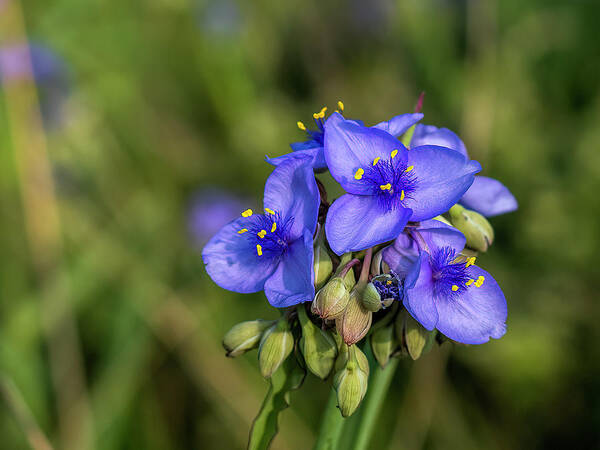 Flower Poster featuring the photograph Spiderwort Love by Kristine Hinrichs