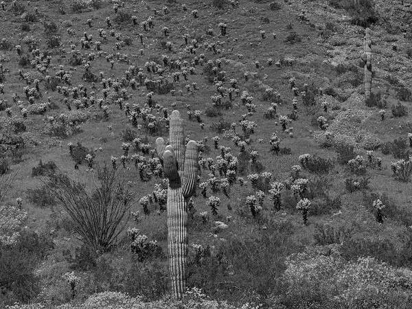 Disk1216 Poster featuring the photograph Saguaro Cacti, Arizona #8 by Tim Fitzharris