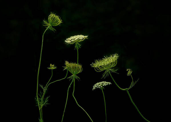 Queen Anne's Lace Poster featuring the photograph A Green Dance by Jennifer Chen