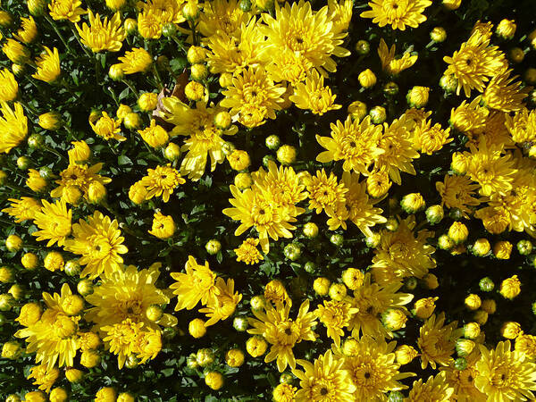 Bright Yellow Chrysanthemums Poster featuring the photograph A Multitude of Yellow Mums by Mike McBrayer