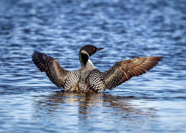 Common Loon Poster featuring the photograph A primping Loon in mating colors by Al Mueller