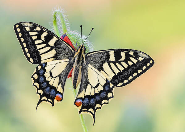 Butterfly Poster featuring the photograph A Special Papilio by Raffaella Coreggioli
