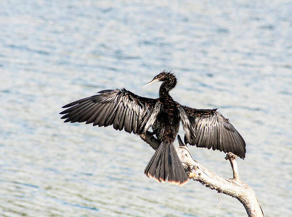 Anhinga Poster featuring the photograph A Warming Sun by Norman Johnson