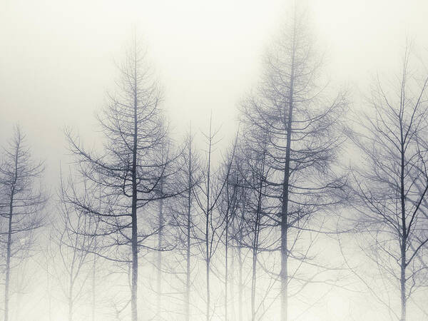 Tranquility Poster featuring the photograph Abstract Trees In Winter by Inhiu All Rights Reserved