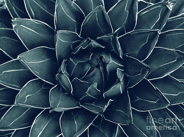 Navy-blue Poster featuring the mixed media Agave Queen Succulent #1 #tropical #decor #art by Anitas and Bellas Art