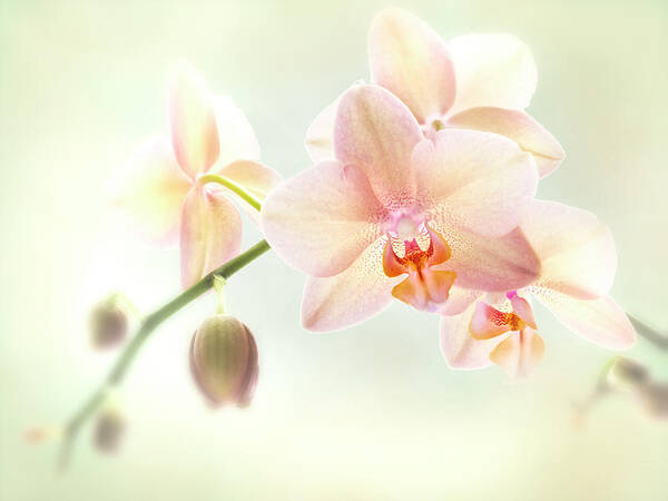 Beautiful Poster featuring the photograph An Orchid spray. by Usha Peddamatham