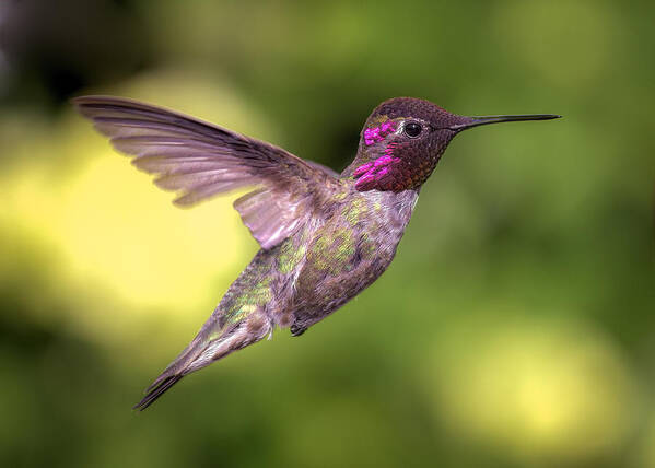 Hummingbird Poster featuring the photograph Anna's Hummingbird In Flight by Jeff Schwartz