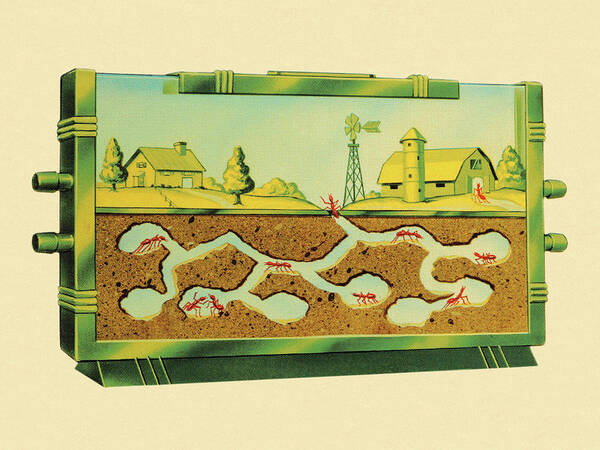 Agriculture Poster featuring the drawing Ant Farm by CSA Images