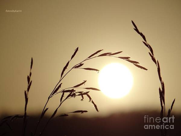 Sun Poster featuring the photograph Appreciation by Karin Ravasio