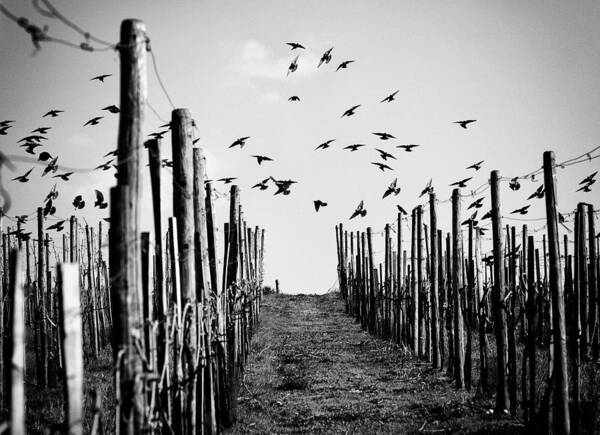 Birds Poster featuring the photograph At The End Of The Day by Jrgen Hartlieb