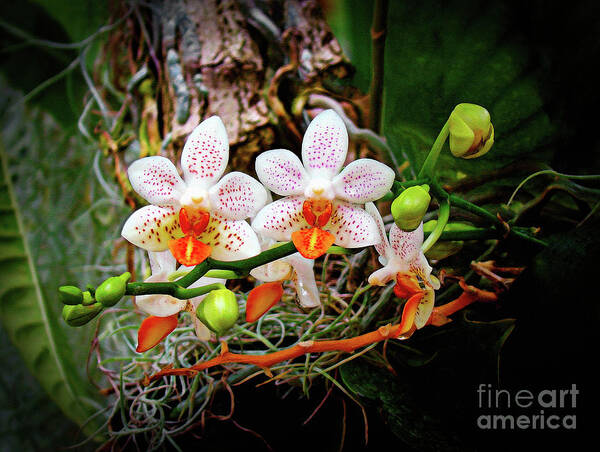 Orchid Poster featuring the photograph Autumn Colored Orchids by Sue Melvin