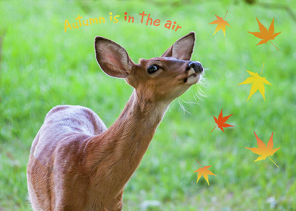 Deer Poster featuring the photograph Autumn Is In The Air by Cathy Kovarik