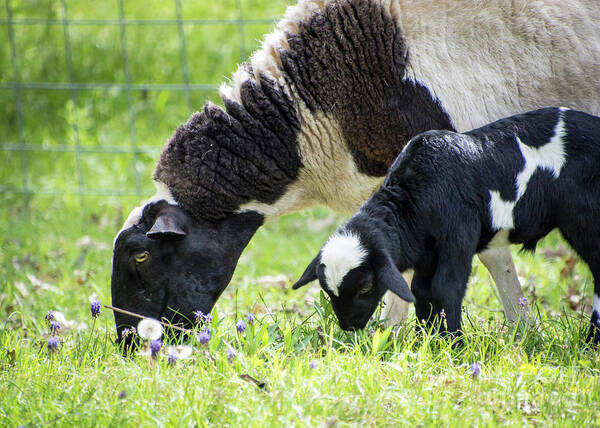 Sheep Poster featuring the photograph Baba and Pepe Grazing by Cheryl McClure