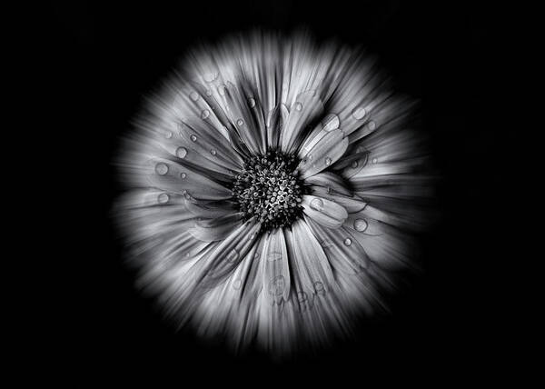 Abstract Poster featuring the photograph Backyard Flowers In Black And White 10 Flow Version by Brian Carson