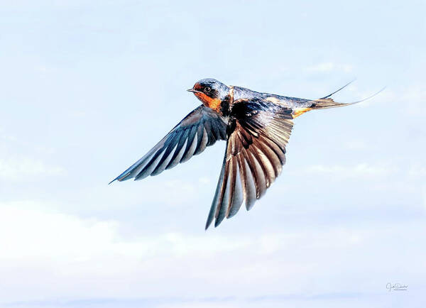 Barn Swallows Poster featuring the photograph Barn Swallow Flight by Judi Dressler