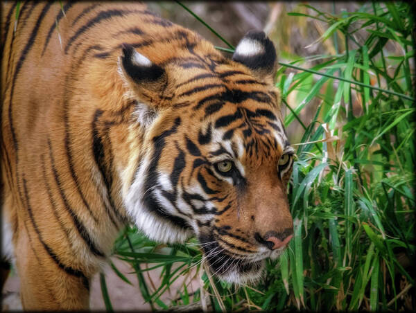 Tigers Poster featuring the photograph Being Stealthy by Elaine Malott