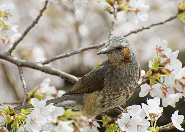 Alertness Poster featuring the photograph Bird Perched Among Cherry Blossoms by Philippe Widling / Design Pics