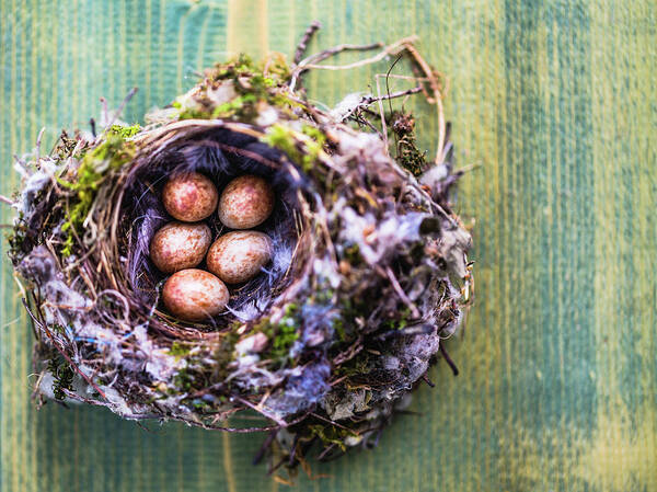 Easter Poster featuring the photograph Birds Nest With Eggs by Deimagine