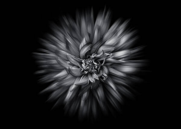 Abstract Poster featuring the photograph Black and White Flower Flow No 5 by Brian Carson
