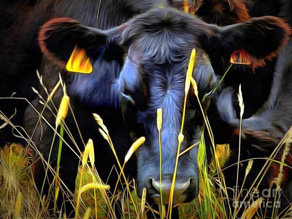 Bull Poster featuring the photograph Black Angus Cow by Janine Riley