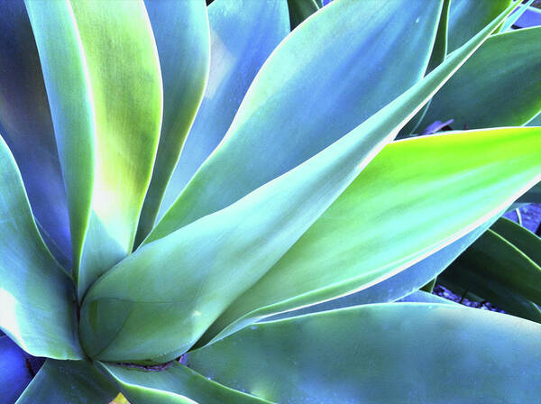 Agave Poster featuring the photograph Blue Agave by Denise Taylor