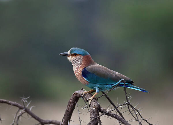 Blue Jay Poster featuring the photograph Blue Jay Or Indian Roller by Nature Photography By Jayaprakash