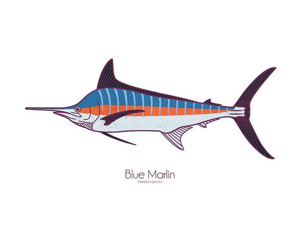 Blue Marlin Poster featuring the digital art Blue Marlin by Kevin Putman