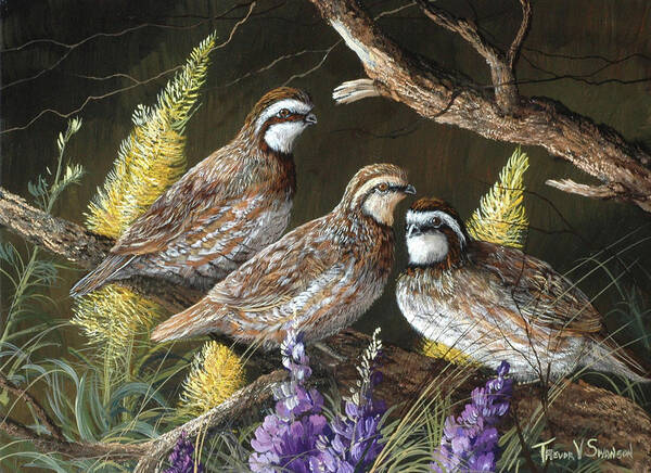 Wildlife Poster featuring the painting Bobwhite Trio 1 by Trevor V. Swanson
