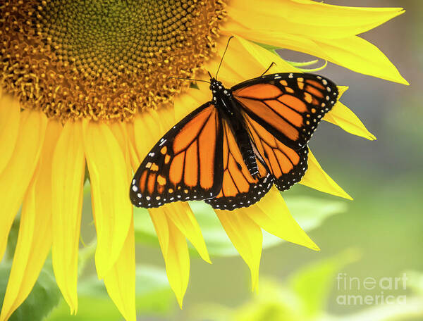 Cheryl Baxter Photography Poster featuring the photograph Butterfly Petals by Cheryl Baxter