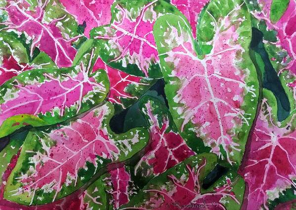 Caladiums Poster featuring the painting Caladiums in Abundance by Ann Frederick