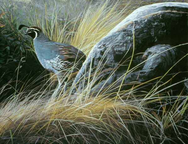 A California Quail Rests Near A Large Rock. Poster featuring the painting California Quail by Ron Parker