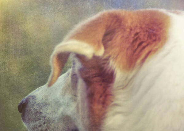 Dog Poster featuring the photograph Canine Salvation by JAMART Photography
