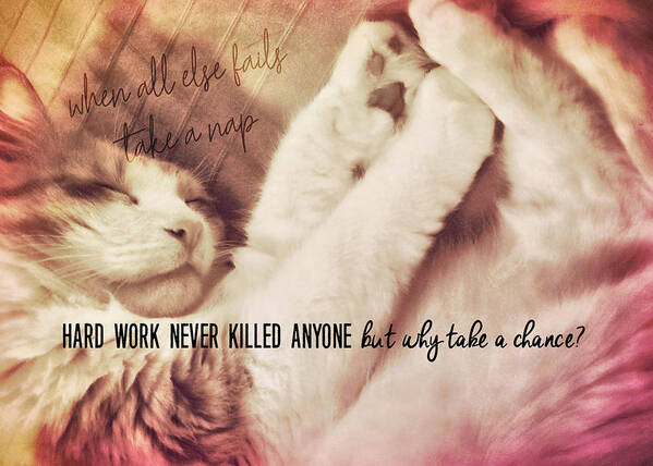 A Poster featuring the photograph CAT NAPPING quote by JAMART Photography