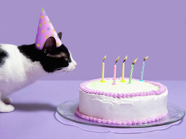 Pets Poster featuring the photograph Cat Wearing Birthday Hat Blowing Out by Steven Puetzer