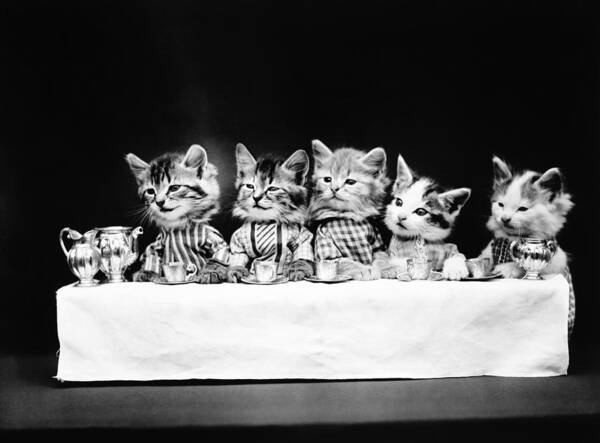 Tea Party Poster featuring the photograph Cats Having Tea - A Hungry Bunch - Harry Whittier Frees by War Is Hell Store