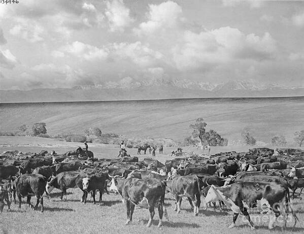 Domestic Animals Poster featuring the photograph Cattle Grazing by Bettmann