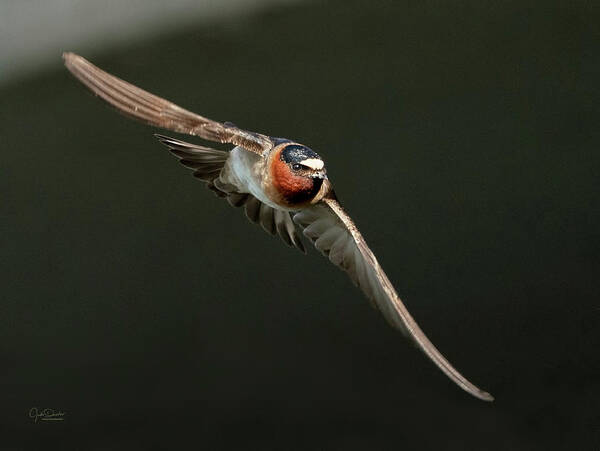 Cliff Swallows Poster featuring the photograph Cliff Swallow On the Move by Judi Dressler