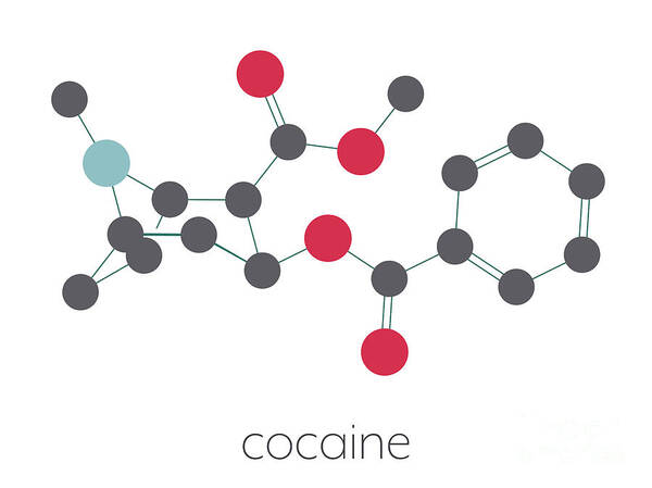 Cocaine Poster featuring the photograph Cocaine Stimulant Drug Molecule by Molekuul/science Photo Library