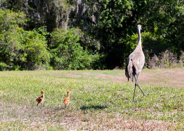 Sandhill Cranes Poster featuring the photograph Come Along Sandhill Crane Colts by Carol Groenen