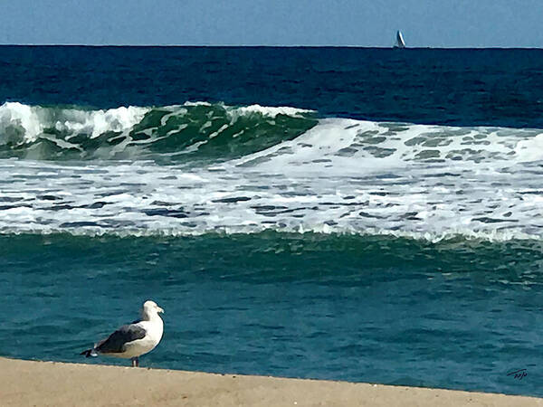 Seagull Poster featuring the photograph Contemplation by Tom Johnson