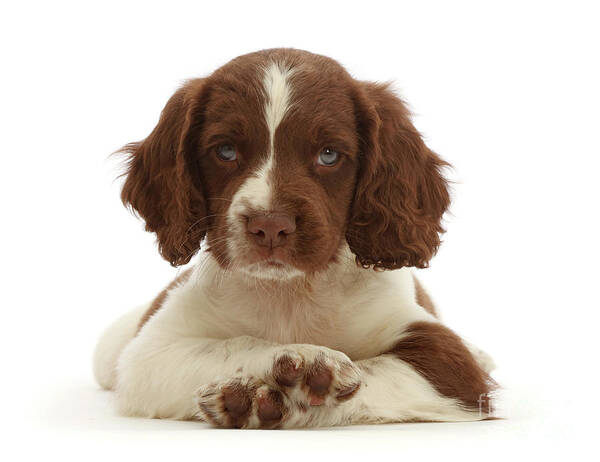 English Springer Spaniel Poster featuring the photograph Cross Paws by Warren Photographic