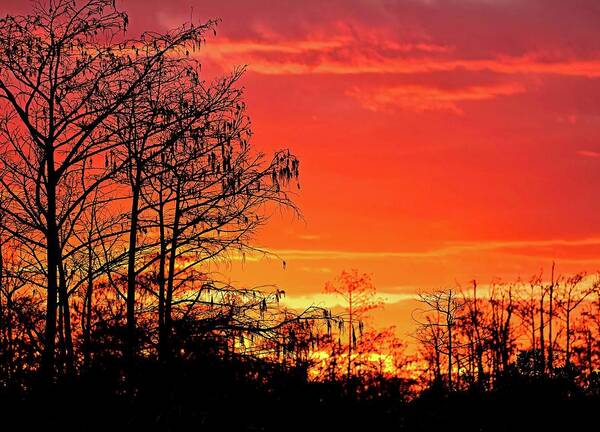 Swamp Poster featuring the photograph Cypress Swamp Sunset 2 by Steve DaPonte