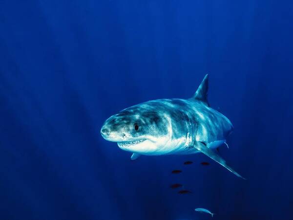 Shark
White Shark
Deep Blue
Ocan
Guadalupe
Predator Poster featuring the photograph Deep Blue by Serge Melesan