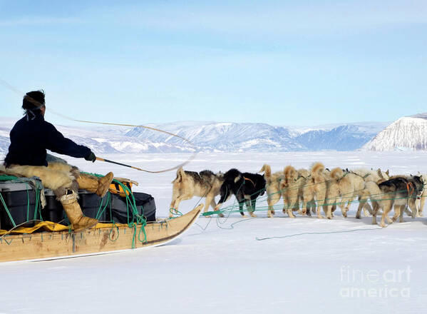 Arctic Landscape Poster featuring the photograph Dog Sled by Louise Murray/science Photo Library