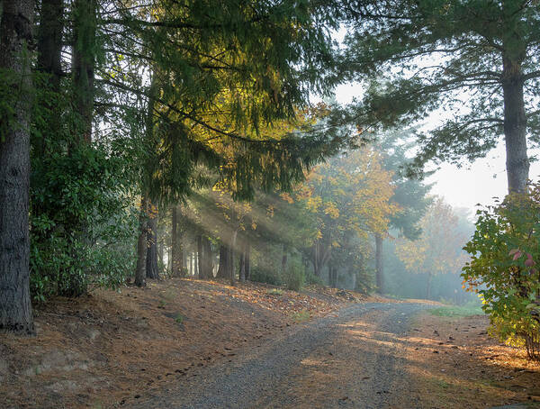 Driveway Morning Light Poster featuring the photograph Driveway Morning Light by Jean Noren