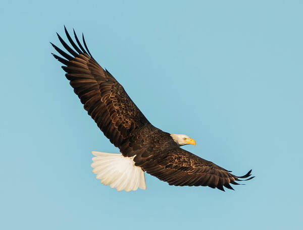 Loree Johnson Photography Poster featuring the photograph Eagle Back View by Loree Johnson