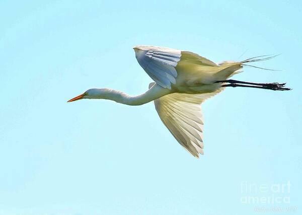 Nature Poster featuring the photograph Egret 2 by Barry Bohn