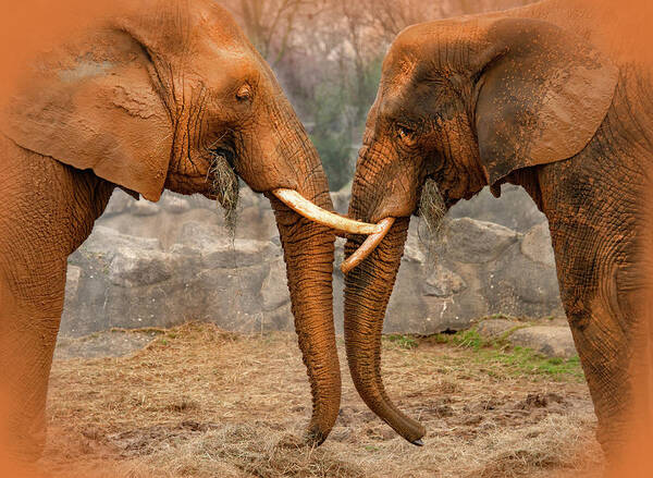 Elephants Poster featuring the photograph Elephants by Gouzel -